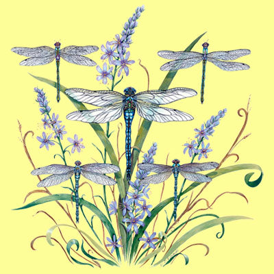 Dragonfly Lace